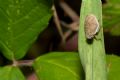 Hysteropterum sp.
